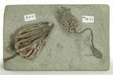 Fossil Crinoid Plate (Two Species) - Crawfordsville, Indiana #310210-2